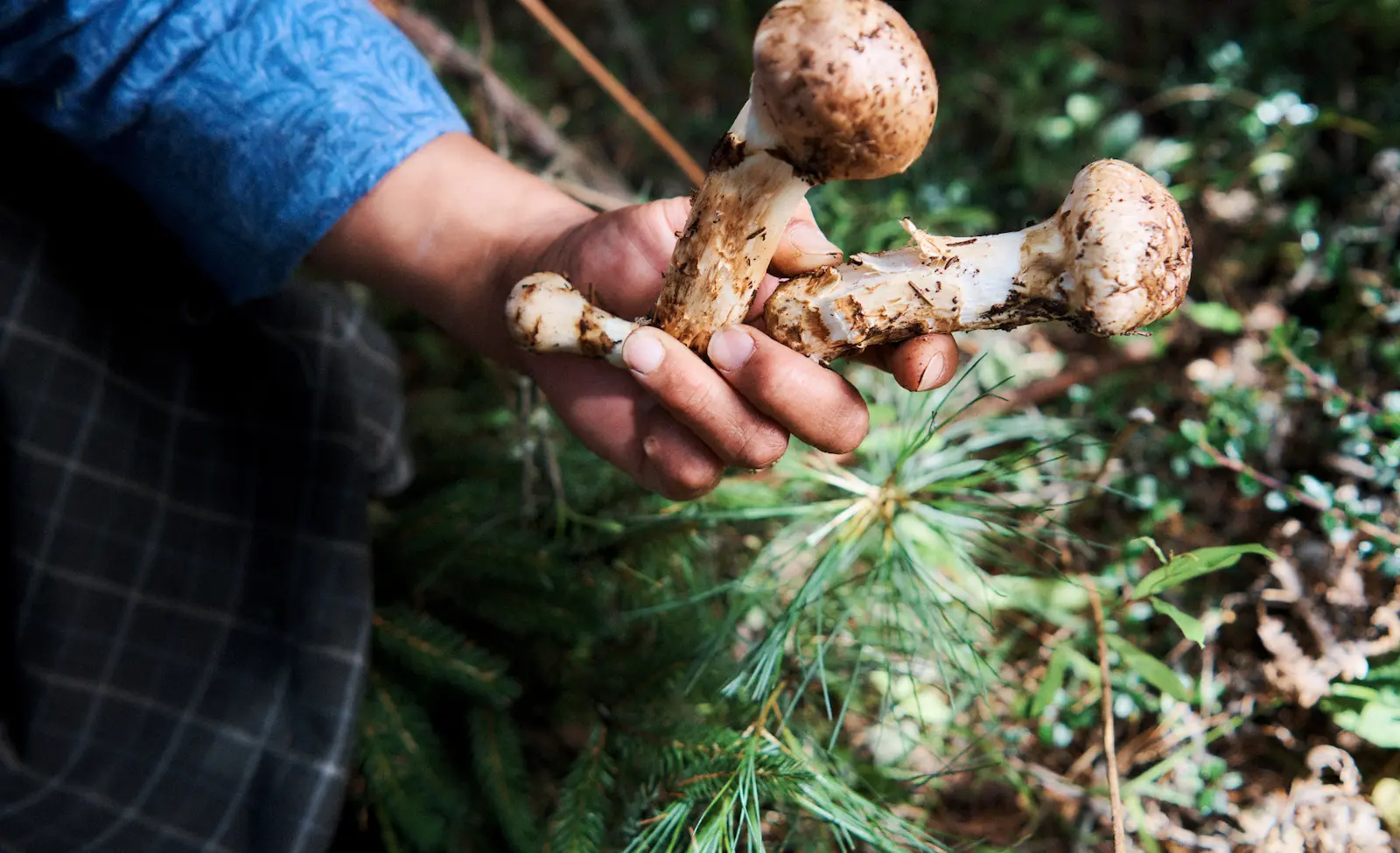 Fantastic Fungi: Discover Bhutan’s Rich Mushroom Diversity
